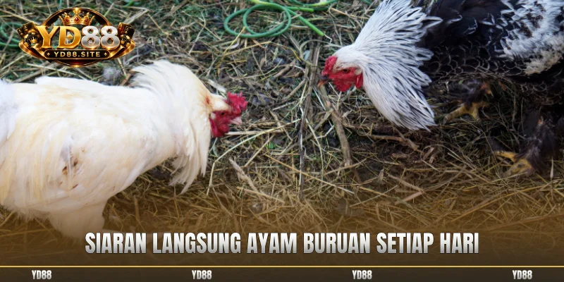 Siaran langsung ayam buruan setiap hari