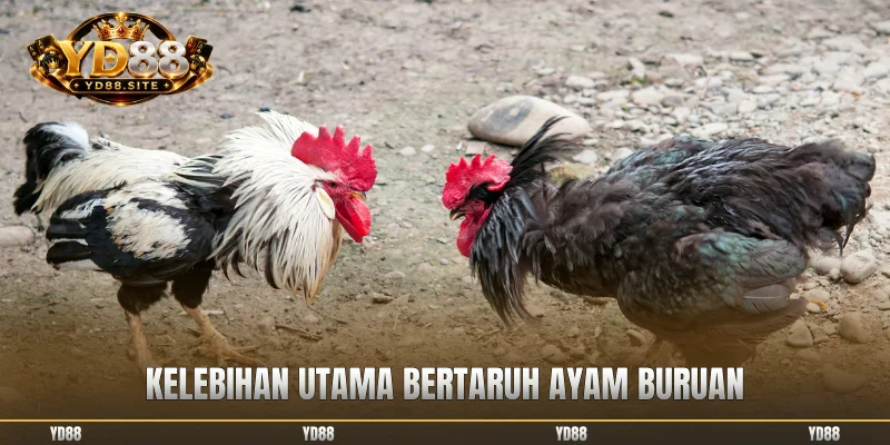 Kelebihan utama bertaruh ayam buruan