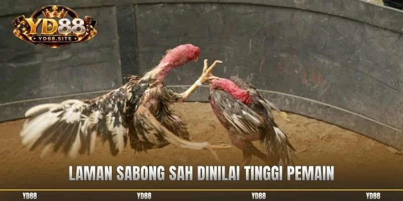 Laman sabong sah dinilai tinggi pemain