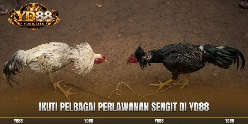 Ikuti pelbagai perlawanan sengit di YD88