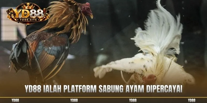 YD88 ialah platform sabung ayam dipercayai