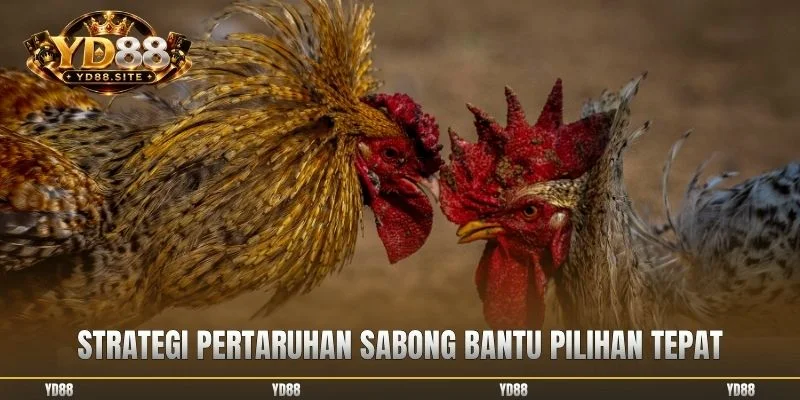 Strategi pertaruhan sabong bantu pilihan tepat