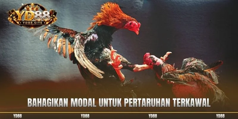 Bahagikan modal untuk pertaruhan terkawal