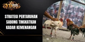 Strategi pertaruhan sabong