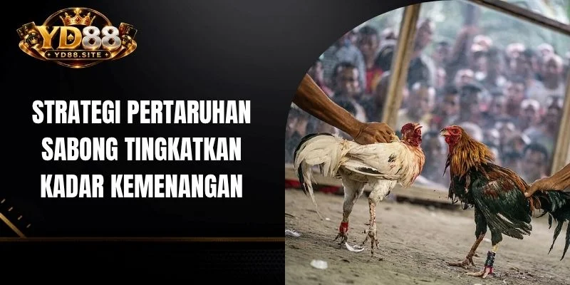 Strategi pertaruhan sabong