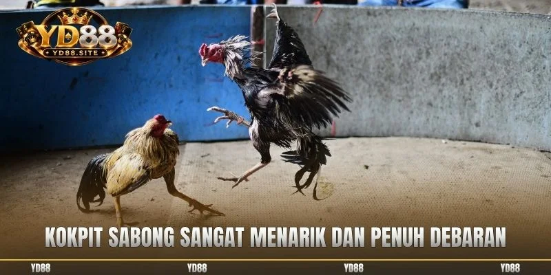 Kokpit Sabong sangat menarik dan penuh debaran
