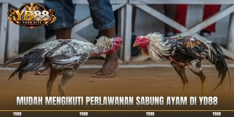 Mudah mengikuti perlawanan sabung ayam di YD88